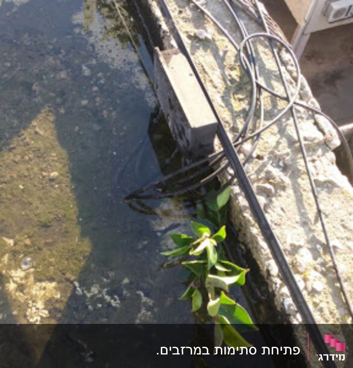 מים עומדים על גג עם צמחייה וחוטים